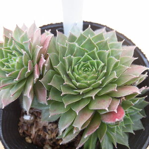 ZyrE GrX 2.5TCY c RA