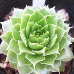 ZyrE AP~Xg 2.5TCY c RA