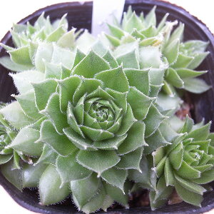 ZyrE fBXRbg 2.5TCY c RA