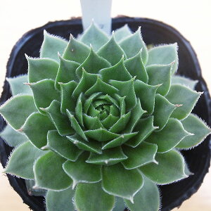 ZyrE r[n[g 2.5TCY c RA