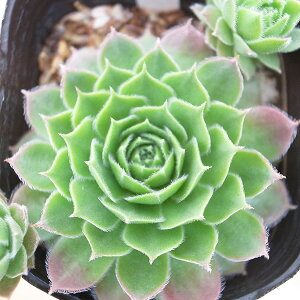 ZyrE fjAi_jR 2.5TCY c RA