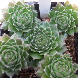 ZyrE wX^[ 2.5TCY c RA