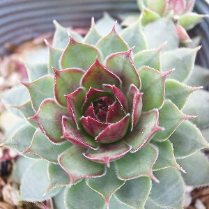 ZyrE ubVOK[lbg 2.5TCY c RA