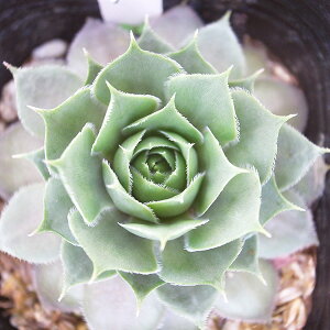 ZyrE v[[TZbg 2.5TCY c RA