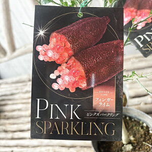 tBK[C sNXp[NO 3.5TCY O c X̃LrA