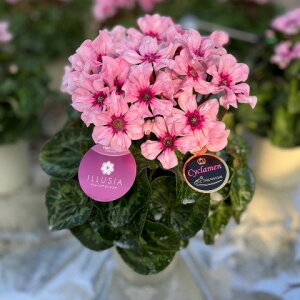 ~jVN C[WA sNe 3TCY A Vi