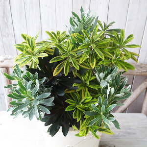 [tHrA }A[W S[fC{[Vo[X 3.5TCY c 2FA h