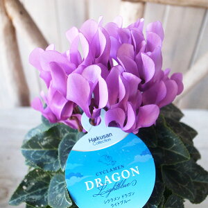 ~jVN hS Cgu[ 4TCY A E F1̐VNVi _̃u[P