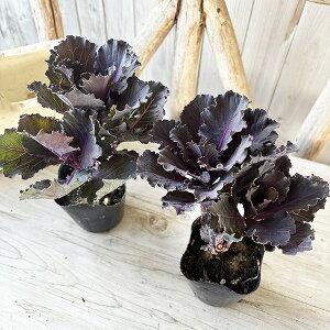 n{^ tO ubN[t}d3TCY c