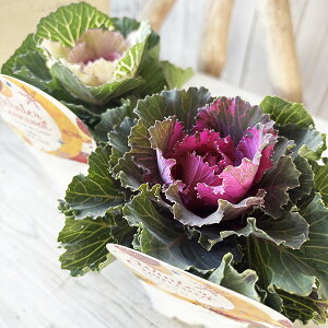 tO n{^ ~XeB[ 3.5TCY c 2Zbg