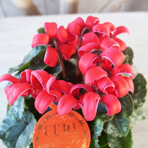 ~jVN J[ bh 3TCY ԕc ԉ|̃IWii ԉt N