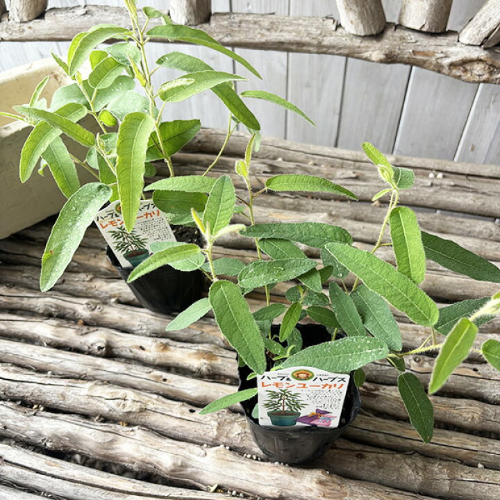 楽天市場】レモンユーカリ 花苗 ユーカリ ハーブ 観葉植物 : 母の日 花 