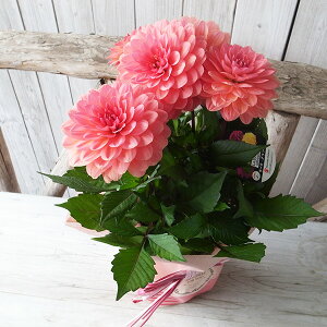 ̓ _A փ_A 4TCY A bsOt ꕔn   ̓v[g 2026N