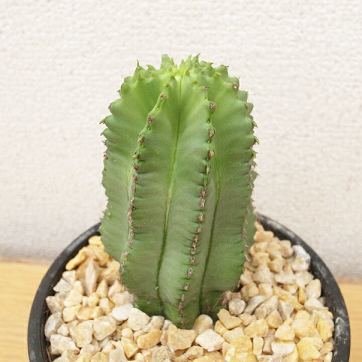 楽天市場】ユーフォルビア ホリダ 3.5号サイズ 鉢植え 希少多肉植物  