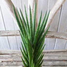 レア サンセベリア フランシシー 3.5号デザイン鉢植え 珍しい 観葉植物 高さ30cmセンチ サンスベリア