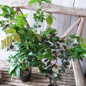 W{`Jo 4.5TCY A svct[c