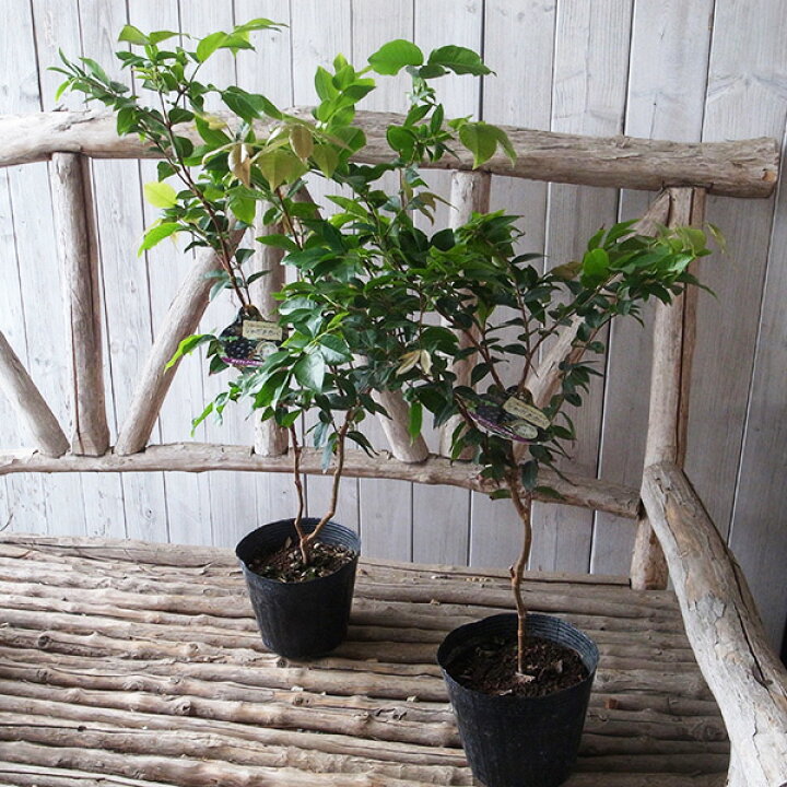 楽天市場】ジャボチカバ 4.5号サイズ 鉢植え 不思議フルーツ : 母の日 