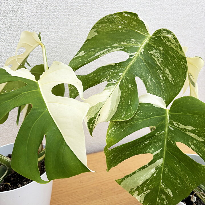楽天市場】斑入りモンステラ 5号サイズ 挿し木苗 室内 観葉植物 