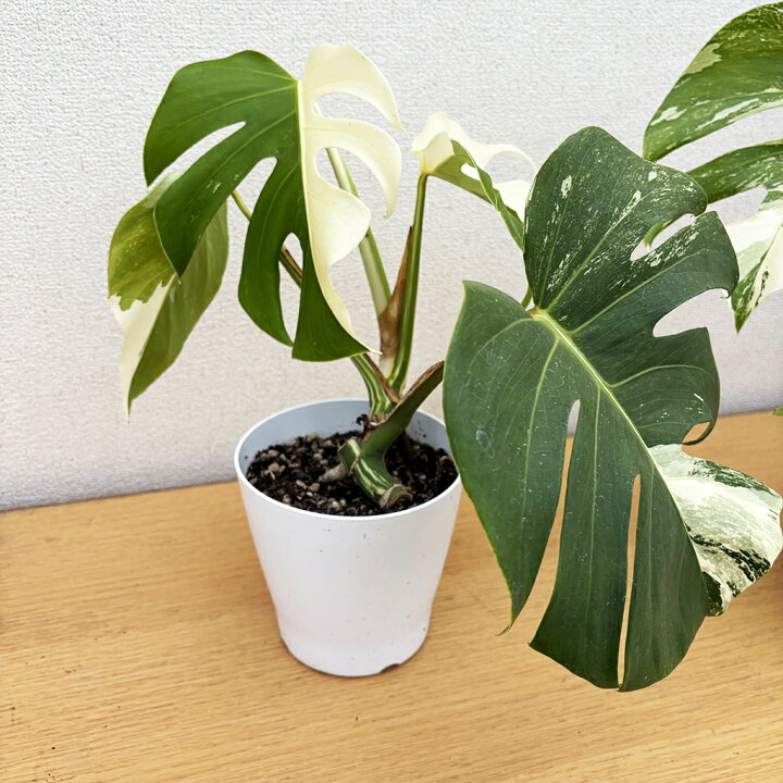 j*a様 斑入りモンステラホワイトタイガー茎10株おまとめ 楽天市場 