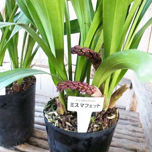 jz~co`U CYM ~X}tFbg 4TCY A ԖtJԌ IU