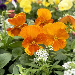 pW[ ݂񂿂 4Zbg IWn̉ԐF̃Of[Vy߂i