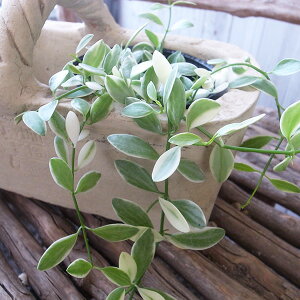 fBXLfBA Gh 2.5TCY c ̖邢t ꉺpƂĂA CeA