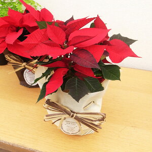 y11{z^Ԃȃ|CZ`A 4TCY A bsOt  30cmZ` NX}X