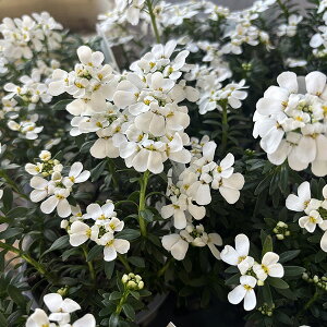 փCxX Xm[{[ 3.5TCY c N