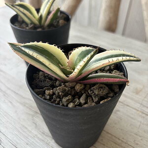 観葉植物 アガベ チタノタ」の人気商品一覧・価格比較 - 価格.com