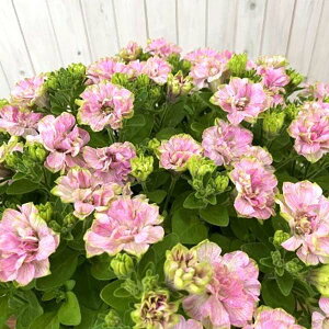 �y�`���j�A Rain Resistant Petunia �ωJ���y�`���j�A �X�J�E�g 3.5���T�C�Y �c �Q�u���i�K�g������I���W�i���ŐV�i��