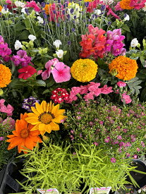 花苗 選べる花ガーデニング 福袋 敬老の日プレゼント 季節の花苗セット 秋の花 ギフト 福袋 花壇 花 送料無料 花 お父さん 誕生日プレゼント 花 贈り物 苗物 大苗 寄せ植え 宿根草 多年草 一年草 花 フラワー 庭 手入れ 店舗花壇 夏の苗セット