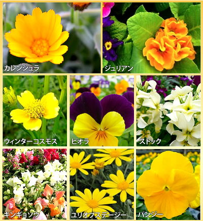 楽天市場 花苗 選べる花ガーデニング 福袋 季節の花苗セット 冬の花 お歳暮 ギフト 福袋 花壇 花 送料無料 花 お母さん 誕生日プレゼント 花 贈り物 苗物 大苗 寄せ植え 宿根草 多年草 一年草 花 フラワー 庭 手入れ 店舗花壇 秋冬の苗セット 母の日 花 ガーデニング