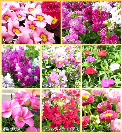 楽天市場 花苗 選べる花ガーデニング 季節の花苗セット 冬の花 お歳暮 ギフト 福袋 花壇 花 送料無料 花 お母さん 誕生日プレゼント 花 贈り物 苗物 大苗 寄せ植え 宿根草 多年草 一年草 花 フラワー 庭 手入れ 店舗花壇 秋冬の苗セット 母の日 花 ガーデニング岐阜緑園