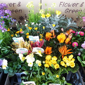 花苗 選べる花ガーデニング 福袋 母の日プレゼント 季節の花苗セット 春の花 ギフト 福袋 花壇 花 送料無料 花 お母さん 誕生日プレゼント 花 贈り物 苗物 大苗 寄せ植え 宿根草 多年草 一年草 花 フラワー 庭 手入れ 店舗花壇 夏の苗セット