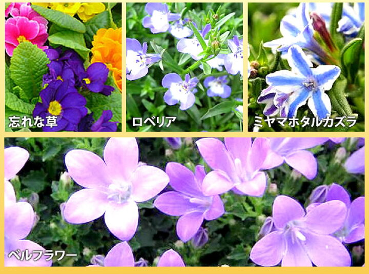 楽天市場 花苗 選べる花ガーデニング 福袋 季節の花苗セット 春の花 母の日 ギフト 福袋 花壇 花 送料無料 花 お母さん 誕生日プレゼント 花 贈り物 苗物 大苗 寄せ植え 宿根草 多年草 一年草 花 フラワー 庭 手入れ 店舗花壇 秋冬の苗セット 母の日 花 ガーデニング