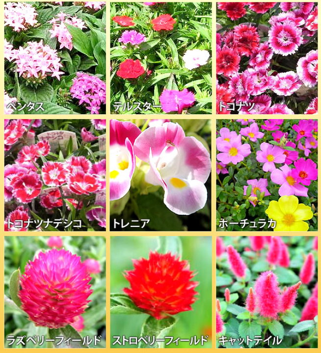 楽天市場 花苗 選べる花ガーデニング 福袋 季節の花苗セット 夏の花 父の日 ギフト 福袋 花壇 花 送料無料 花 お母さん 誕生日プレゼント 花 贈り物 苗物 大苗 寄せ植え 宿根草 多年草 一年草 花 フラワー 庭 手入れ 店舗花壇 夏の苗セット 母の日 花 ガーデニング岐阜緑園
