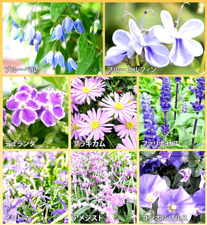 楽天市場 花苗 選べる花ガーデニング 福袋 季節の花苗セット 夏の花 父の日 ギフト 福袋 花壇 花 送料無料 花 お母さん 誕生日プレゼント 花 贈り物 苗物 大苗 寄せ植え 宿根草 多年草 一年草 花 フラワー 庭 手入れ 店舗花壇 夏の苗セット 母の日 花 ガーデニング岐阜緑園