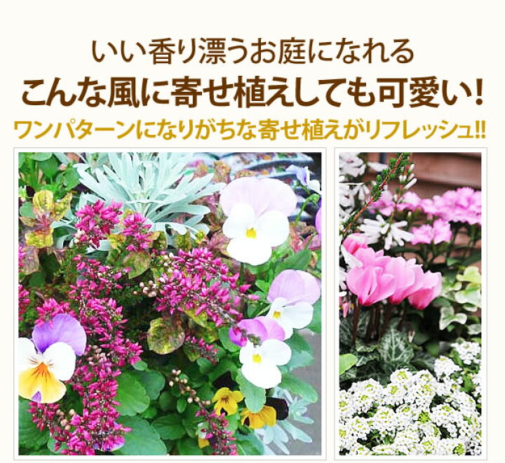 楽天市場 花苗 選べる花ガーデニング 福袋 季節の花苗セット 秋の花 敬老の日 ギフト 福袋 花壇 花 送料無料 花 お母さん 誕生日プレゼント 花 贈り物 苗物 大苗 寄せ植え 宿根草 多年草 一年草 花 フラワー 庭 手入れ 店舗花壇 夏の苗セット 母の日 花 ガーデニング