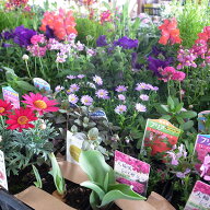 母の日 ギフト 花 寄せ植え 選べるフラワーガーデン お任せ 20株セット 季節のフラワー寄せ植えセット 誕…
