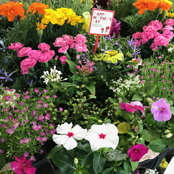 楽天市場 福袋 お母さん 母の日ギフト 花 寄せ植え 選べるフラワーガーデン お任せ 株セット 季節のフラワー寄せ植えセット 誕生日 寄せ植え プレゼント 寄植え 宿根草 一年草 庭いじり 庭お手入れ 福袋 開店祝い 母の日 花 ガーデニング岐阜緑園