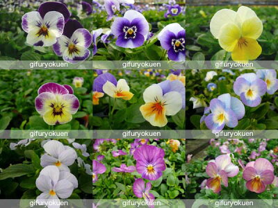 楽天市場 ビオラ24株セット ビオラ 苗 鮮度優先 生産農家 朝取り 花苗 ビオラ苗 種類 母の日 花 ガーデニング岐阜緑園