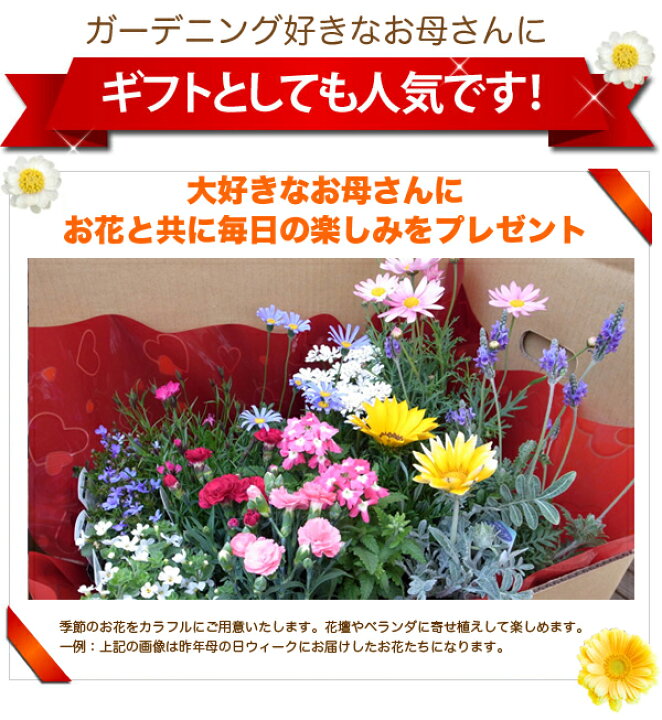 楽天市場 花苗 選べる花ガーデニング 福袋 季節の花苗セット 春の花 母の日 ギフト 福袋 花壇 花 送料無料 花 お母さん 誕生日プレゼント 花 贈り物 苗物 大苗 寄せ植え 宿根草 多年草 一年草 花 フラワー 庭 手入れ 店舗花壇 秋冬の苗セット 母の日 花 ガーデニング 楽天市場 花苗 選べる花ガーデニング 福袋 季節の花苗セット 春の花 母の日 ギフト 福袋 花壇 花 送料無料 花 お母さん 誕生日プレゼント 花 贈り物 苗物 大苗 寄せ植え 宿根草 多年草 一年草 花 フラワー 庭 手入れ 店舗花壇 秋冬の苗セット 母の日 花 ガーデニング