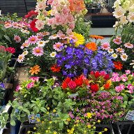 敬老の日 福袋 お花 ギフト ガーデン用品 花苗20株セット 送料無料 福袋 花苗セット 誕生日プレゼント Ga…