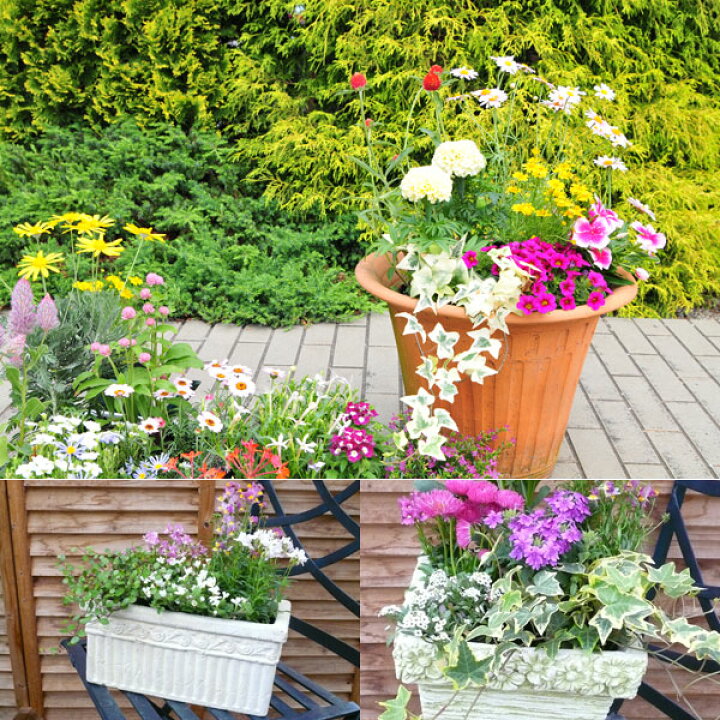 楽天市場】観葉植物 福袋 季節のお花またはミニ観葉植物5株セット 福袋!送料無料で他との同一梱包可 誕生日プレゼント観葉植物 寄せ植えに観葉植物 リーフプランツ かんようしょくぶつ ギフト プレゼント : 母の日 花 ガーデニング岐阜緑園 楽天市場】観葉植物 福袋 季節のお花またはミニ観葉植物5株セット 福袋!送料無料で他との同一梱包可 誕生日プレゼント観葉植物 寄せ植えに観葉植物 リーフプランツ かんようしょくぶつ ギフト プレゼント : 母の日 花 ガーデニング岐阜緑園