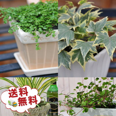 楽天市場 観葉植物 福袋 季節のお花またはミニ観葉植物5株セット 福袋 送料無料で他との同一梱包可 誕生日プレゼント観葉植物 寄せ植えに観葉植物 リーフプランツ かんようしょくぶつ ギフト プレゼント 母の日 花 ガーデニング岐阜緑園