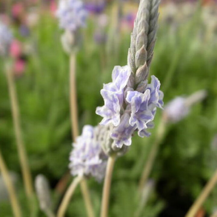 楽天市場 レースラベンダー ゆづき ハーブ 花苗 水色の花が魅力の珍ラベンダー 四季咲き性で秋まで長い期間楽しめる花 販売 通販 種類 母の日 花 ガーデニング岐阜緑園