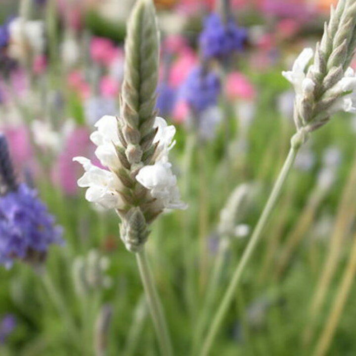 楽天市場 ラベンダー レースラベンダー サンマリーナ 花苗 ハーブ 花芽付き 白い花が珍しい 四季咲き性で秋まで長い期間楽しめる花 販売 通販 種類 母の日 花 ガーデニング岐阜緑園 楽天市場 ラベンダー レースラベンダー サンマリーナ 花苗 ハーブ 花芽付き 白い花が珍しい 四季咲き性で秋まで長い期間楽しめる花 販売 通販 種類 母の日 花 ガーデニング岐阜緑園