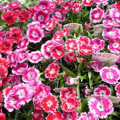 楽天市場 カラフルな花色 トコナツナデシコ 苗 3株セット 花苗 販売 通販 種類 ピンク レッド ホワイト 赤 白 母の日 花 ガーデニング岐阜緑園