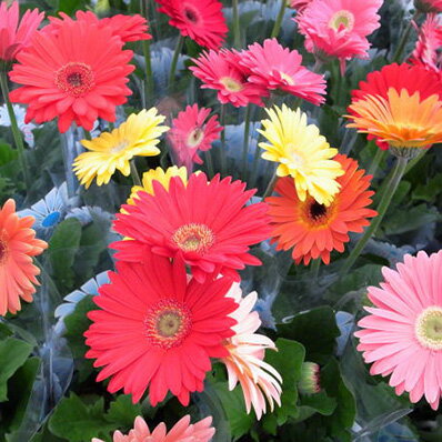 楽天市場 ガーベラ4号 鉢植え 3鉢セット 鉢花 多年草 花 フラワー 販売 通販 種類 母の日 花 ガーデニング岐阜緑園