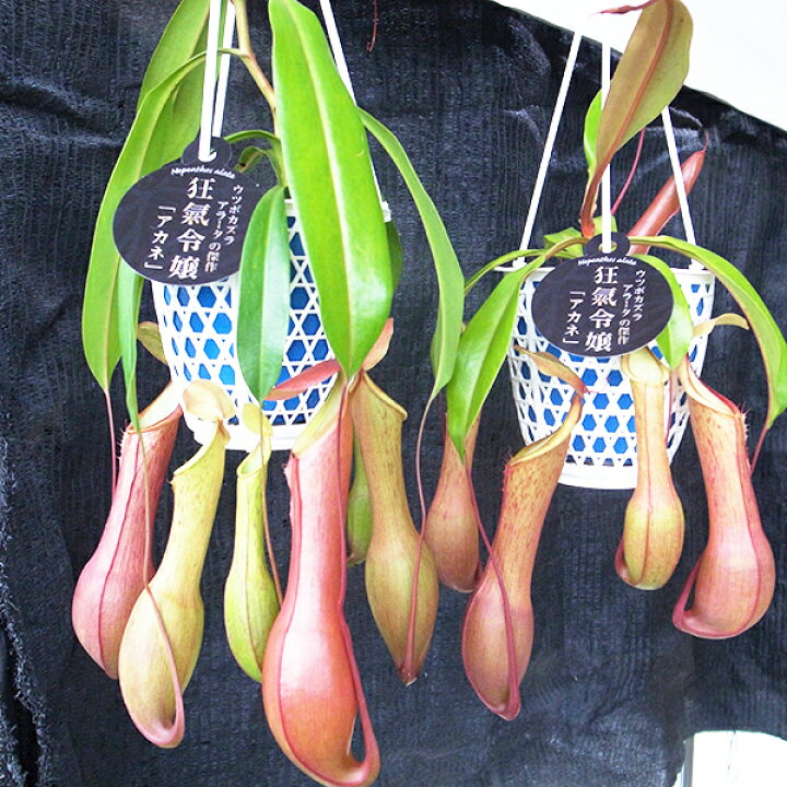 楽天市場 ネペンテスアラータ アカネ4号サイズ吊鉢 食虫植物 ネペンテス 販売 通販 種類 Nepenthes 食虫植物 母の日 花 ガーデニング岐阜緑園